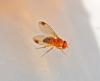 Drosophila suzukii